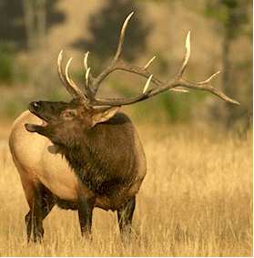 Elk Image